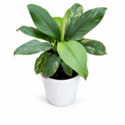 Spathiphyllum 'Jessica' 12 cm pot