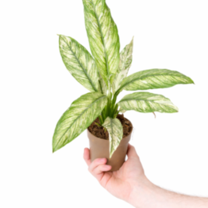 Spathiphyllum Sensation Variegated 10 cm pot