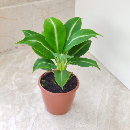 Spathiphyllum Silver Streak Plant 12 cm pot