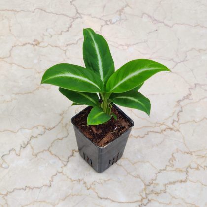Spathiphyllum Silver Streak Plant 8.5 cm pot