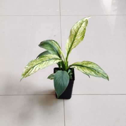 Spathiphyllum Variegated 8.5 cm pot