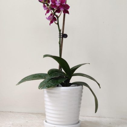 Vanda Orchid Flower Plant In Ceramic Pot