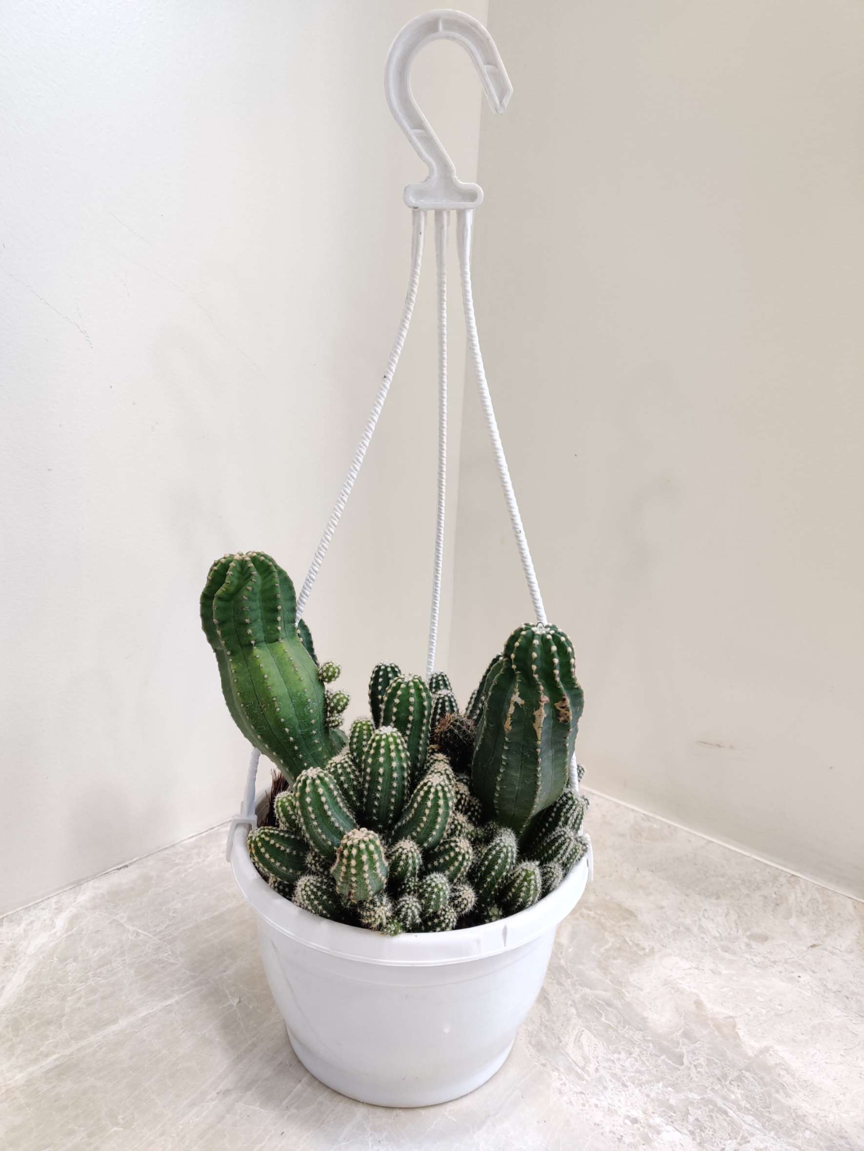Chamaecereus Silvestrii Cactus - Image 2