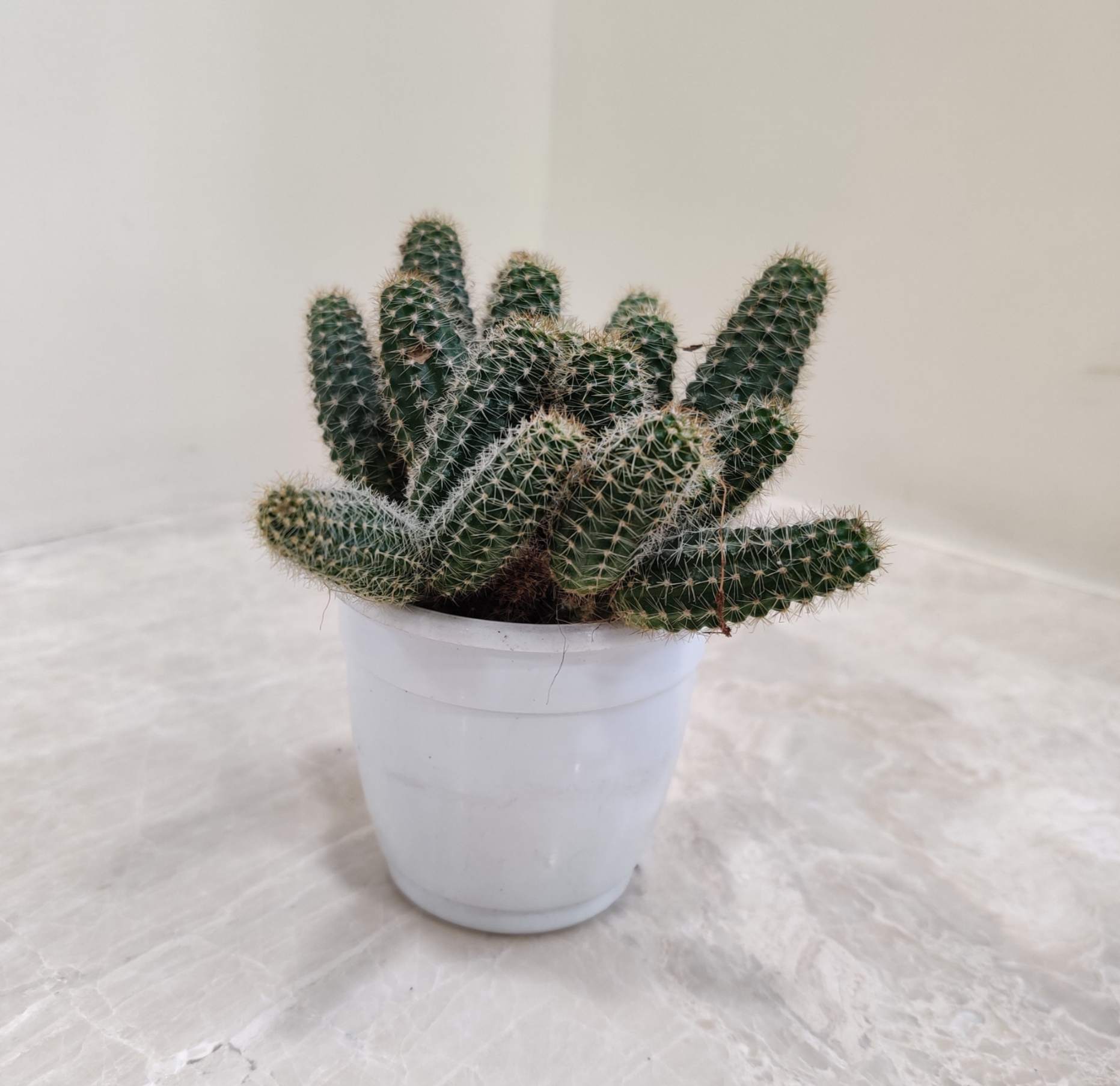 Chamaecereus Silvestrii Cactus - Image 3