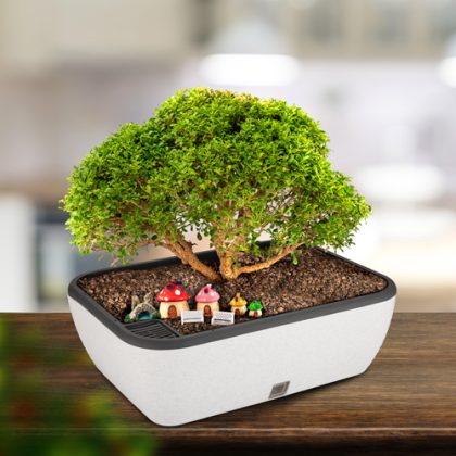 Contessa  (Self Watering planters)