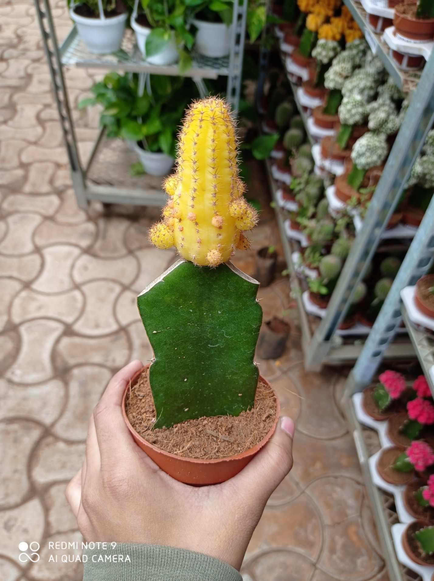 Echinopsis Chamaecereus - Image 3