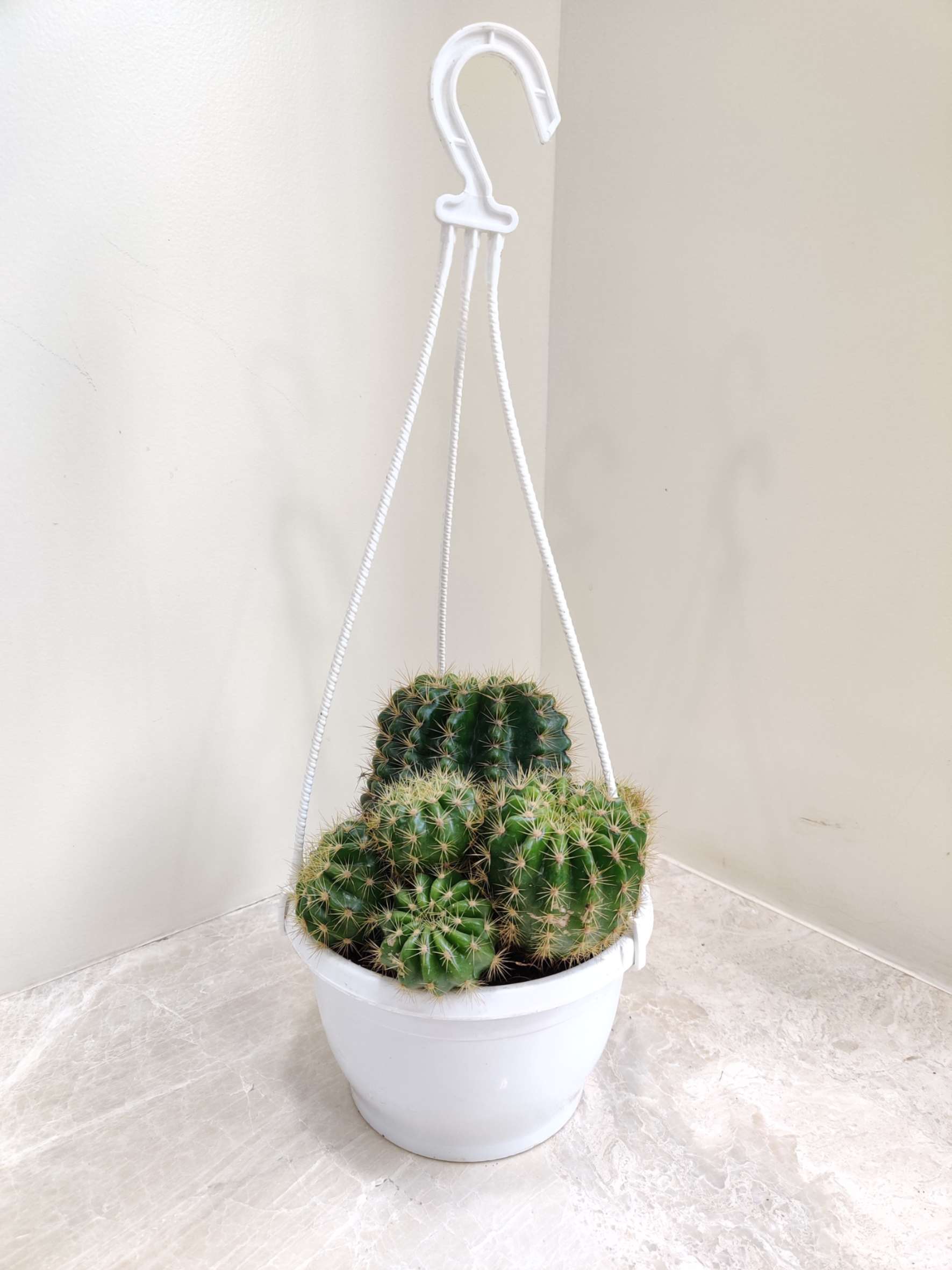 Echinopsis Oxygona - Image 2