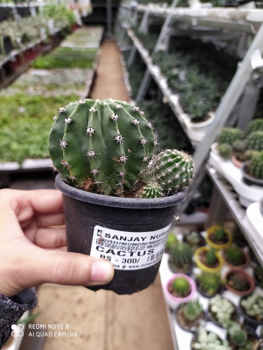 Echinopsis Oxygona - Image 3