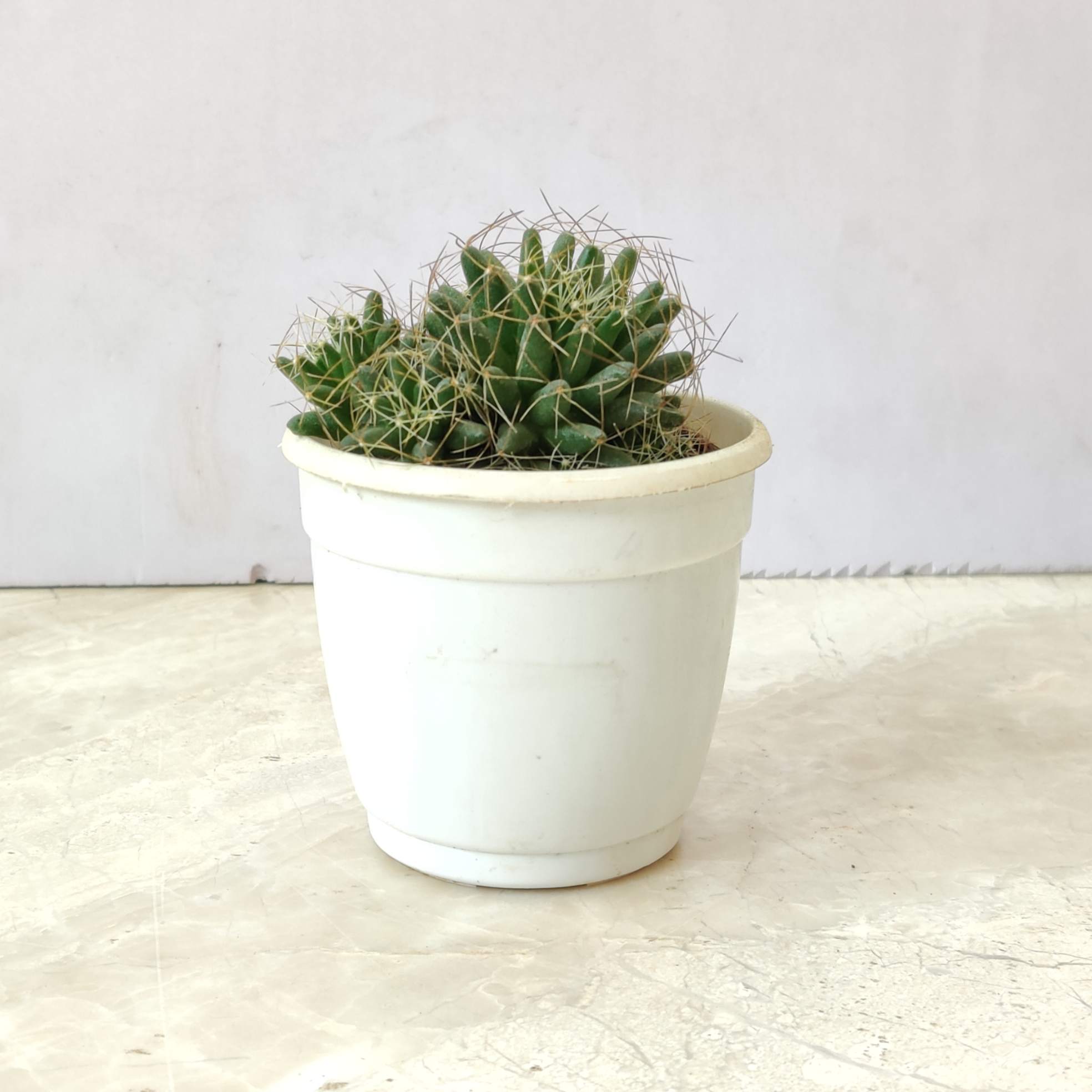 Echinopsis Subdenudata - Image 2