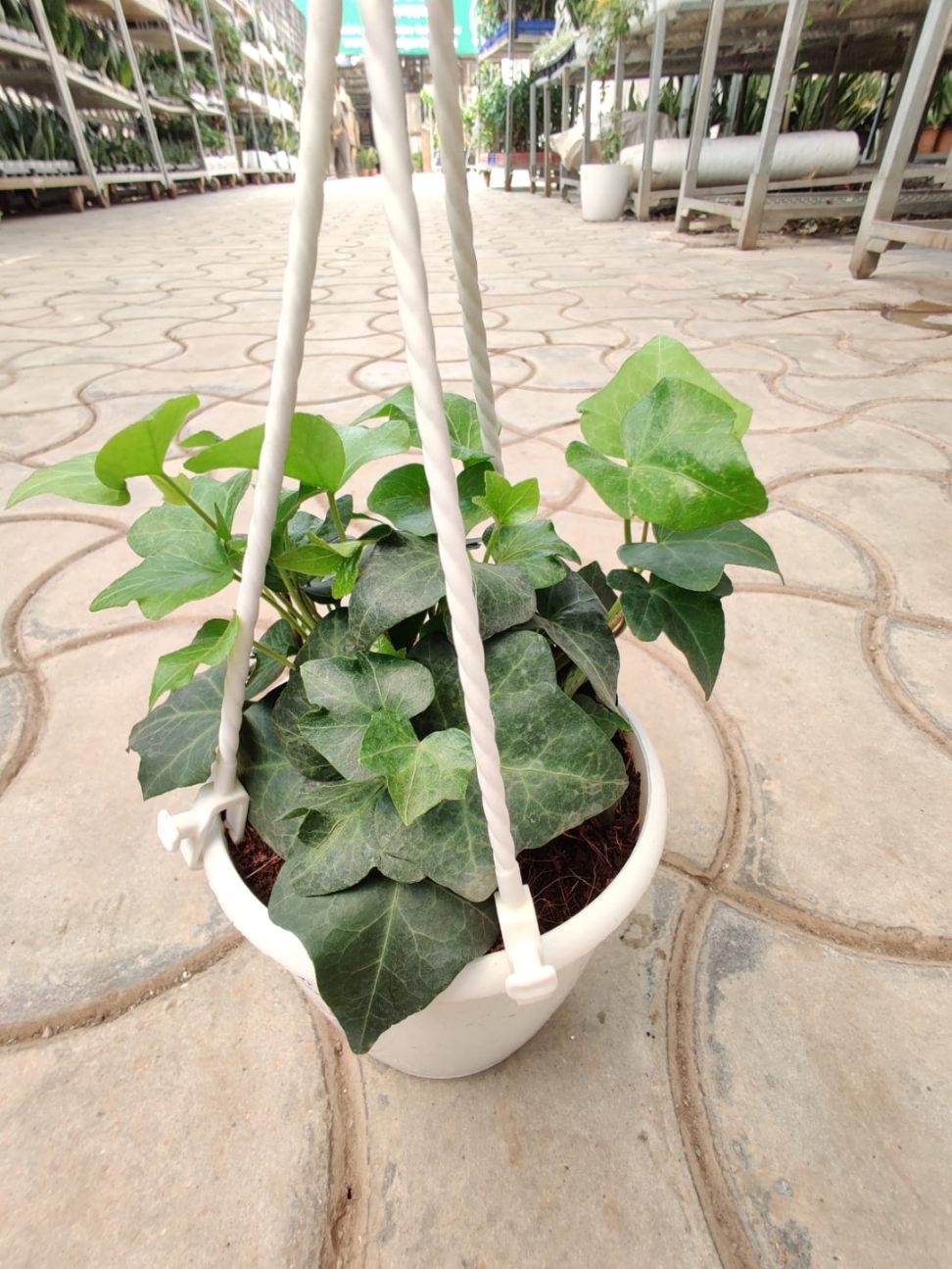 English Ivy Green Plant - Image 2