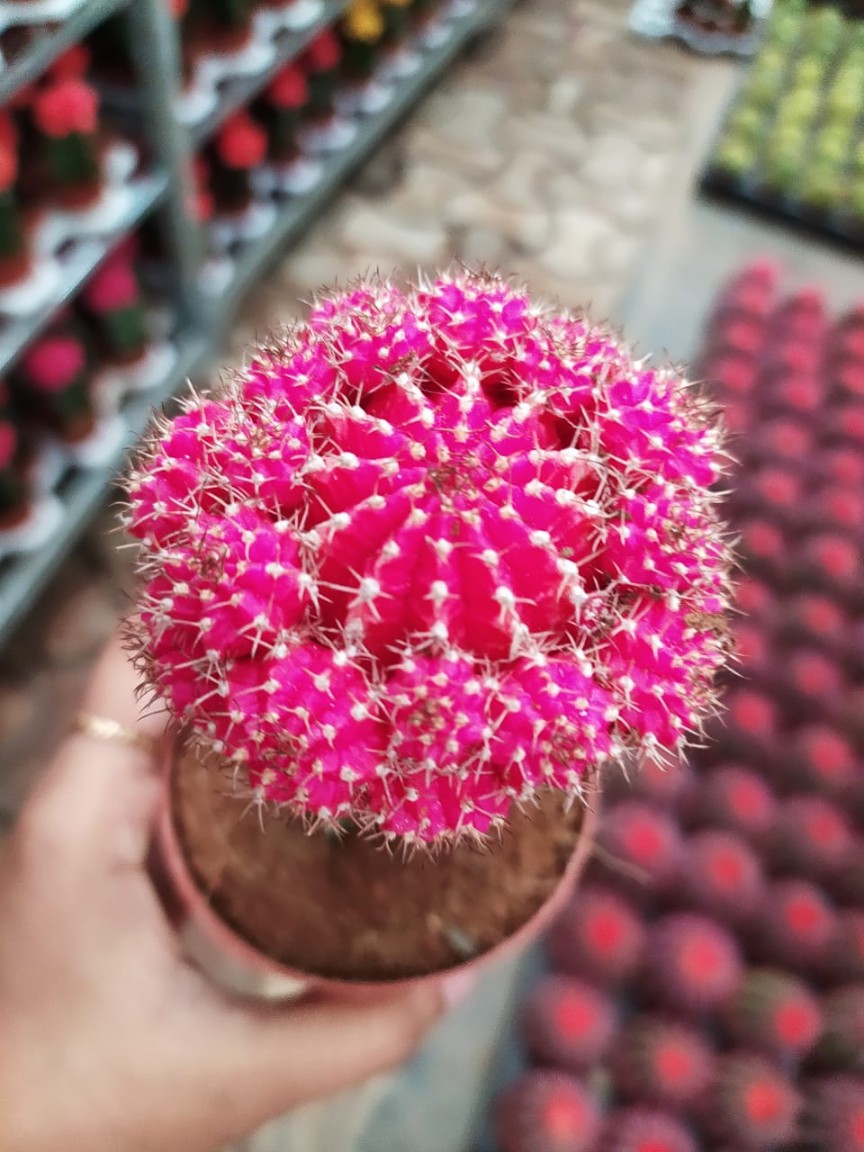 Grafted Pink Cactus - Image 4