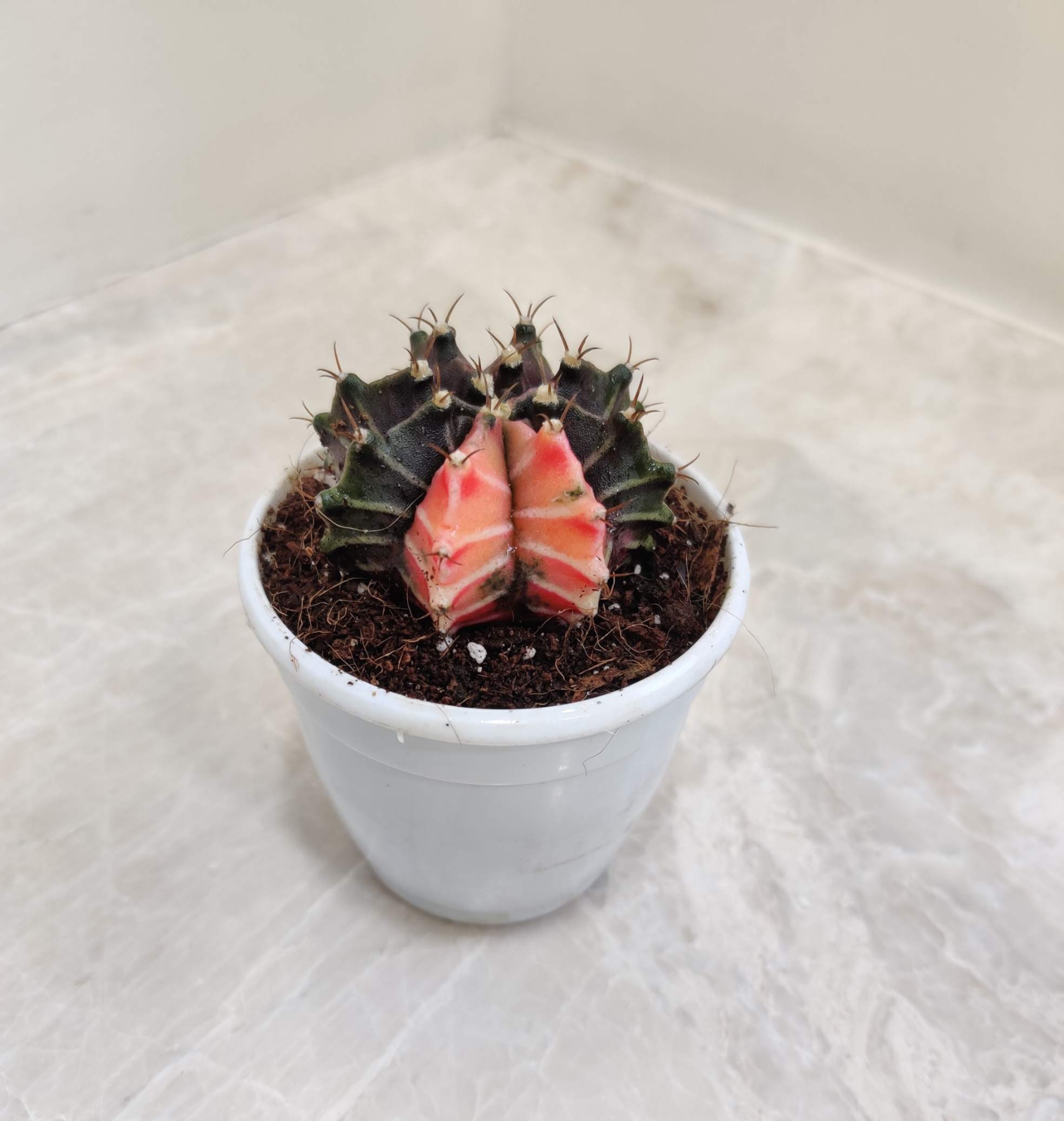 Gymnocalycium Mihanovichii - Image 2