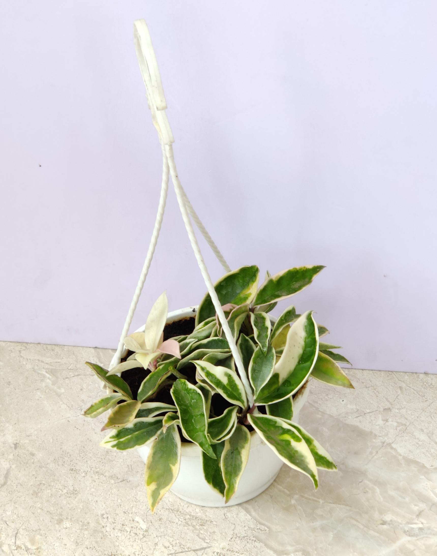 Hoya Carnosa Hanging Pot - Image 2