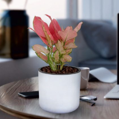 Lorenzo (Self watering Pot)