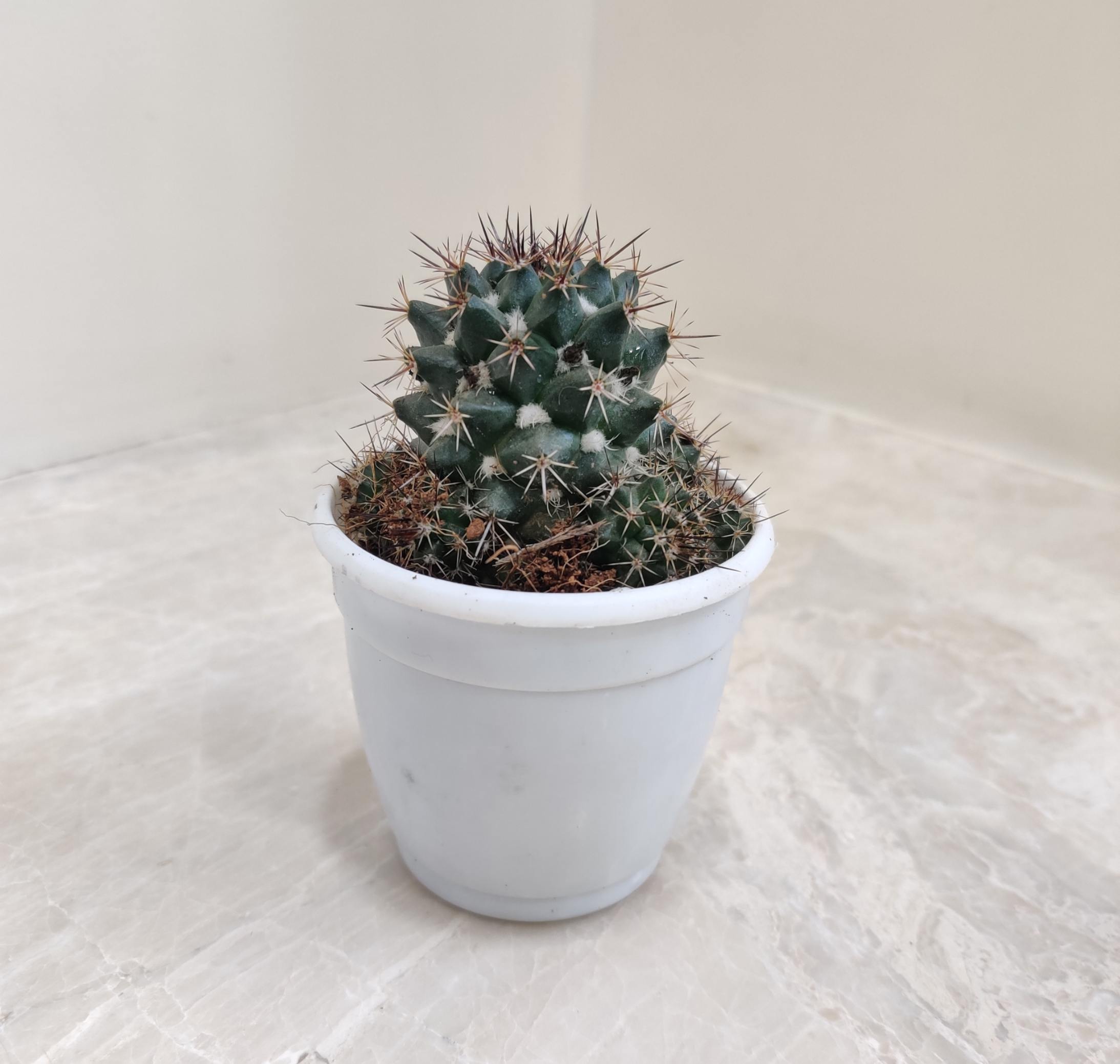 Mammillaria Karwinskiana 'Royal Cross' - Image 2