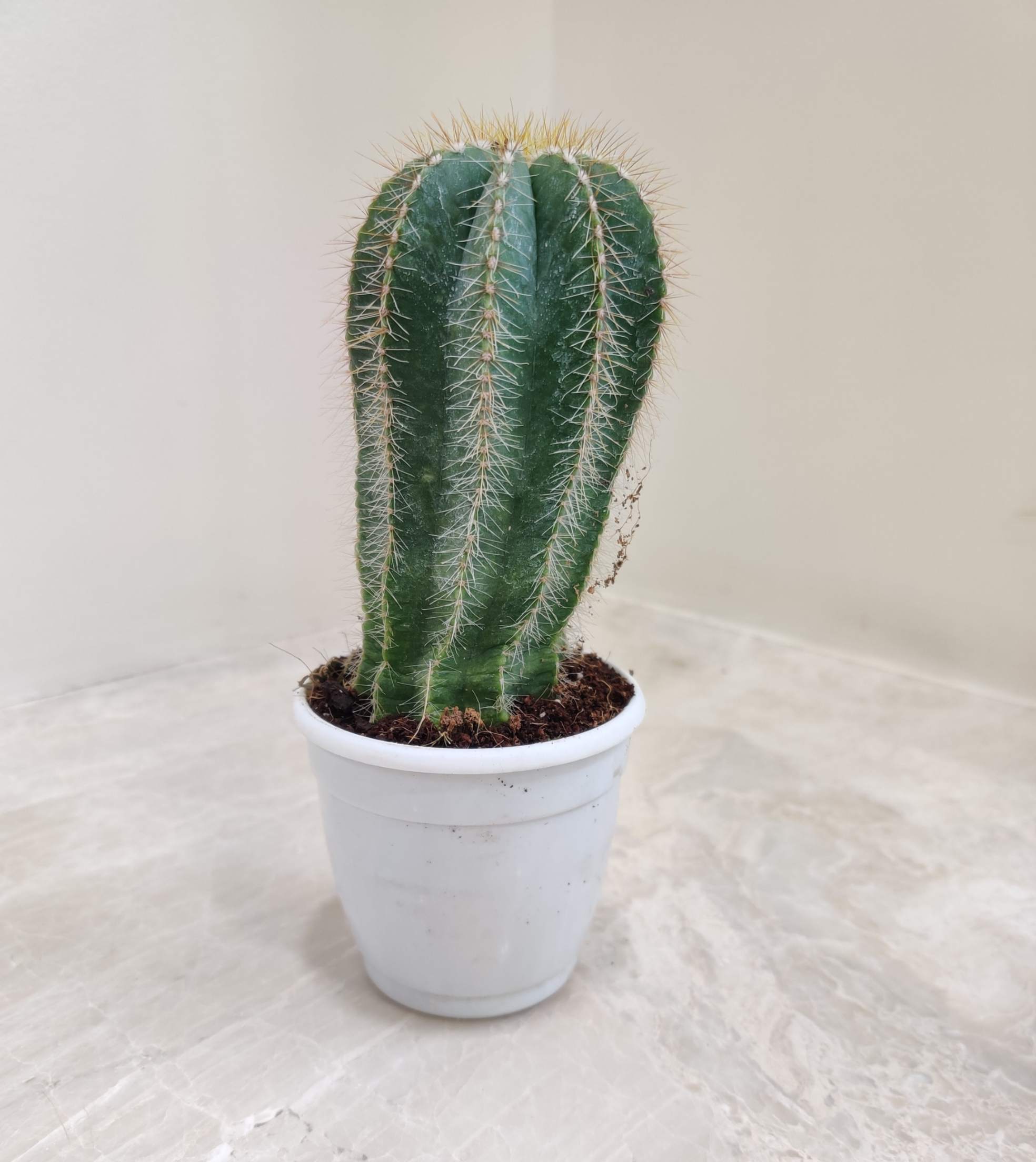 Notocactus Magnificus - Image 2