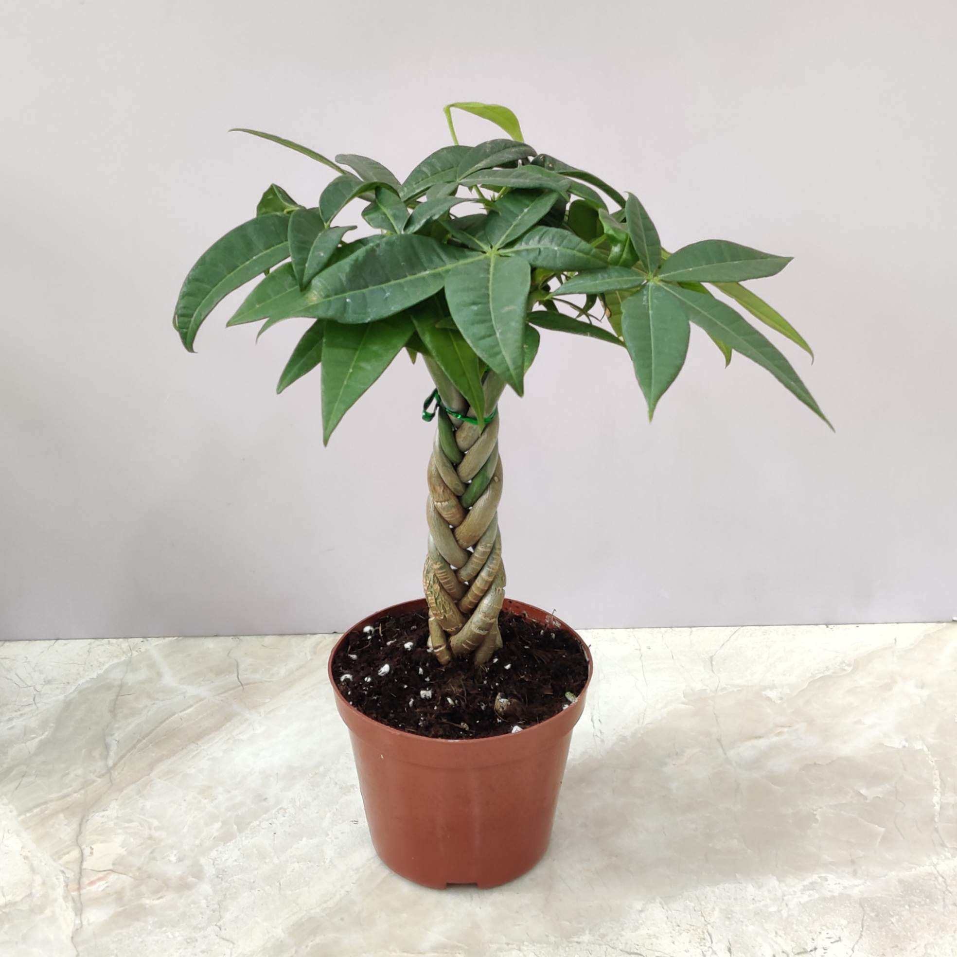 Pachira Macrocarpa Money Tree Bonsai - Image 2