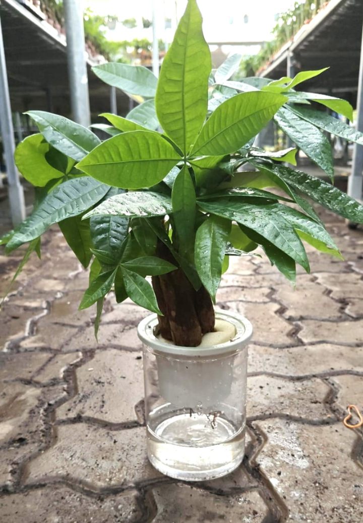 Pachira Money Plant Tree Watering - Image 2
