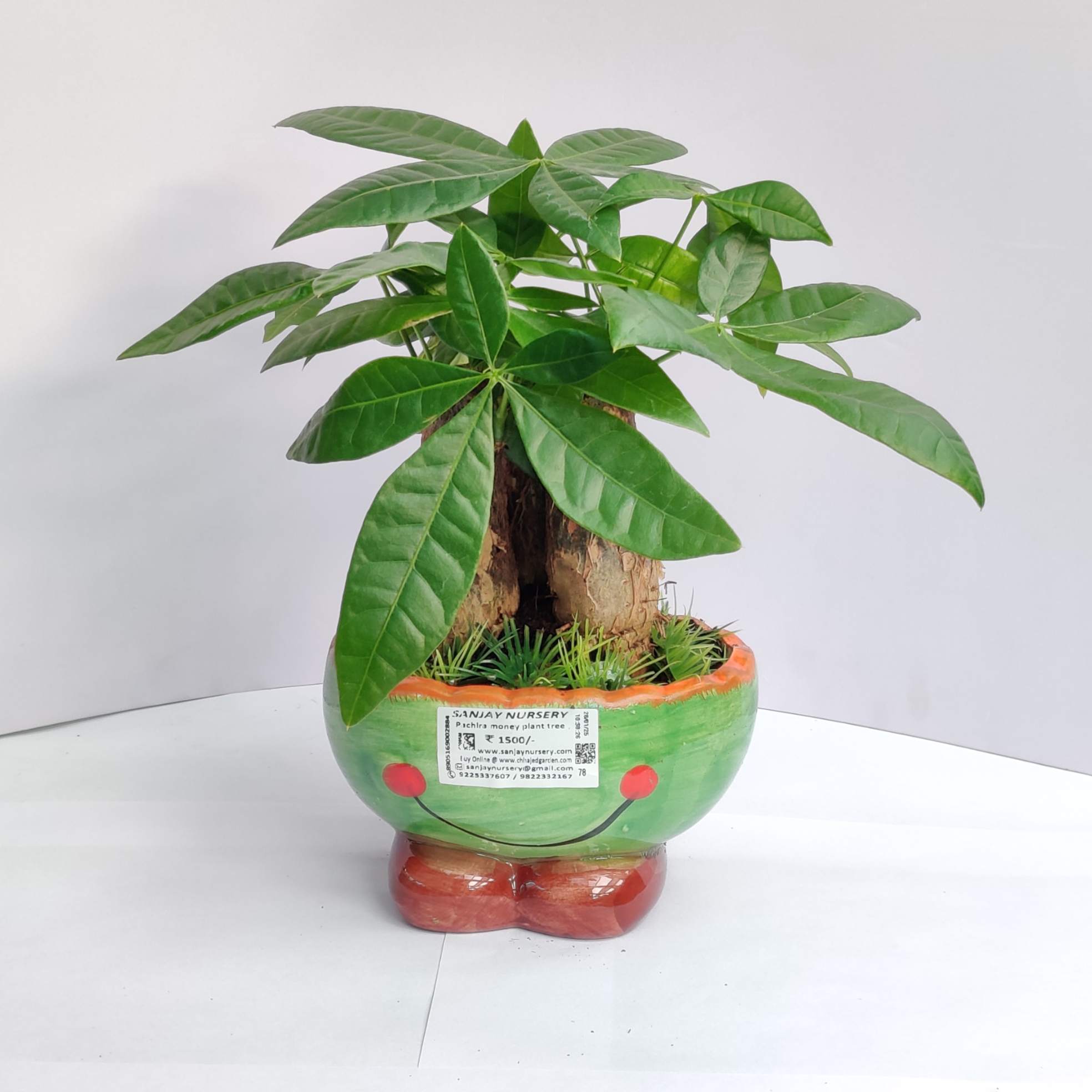 Pachira Money Tree - Image 8