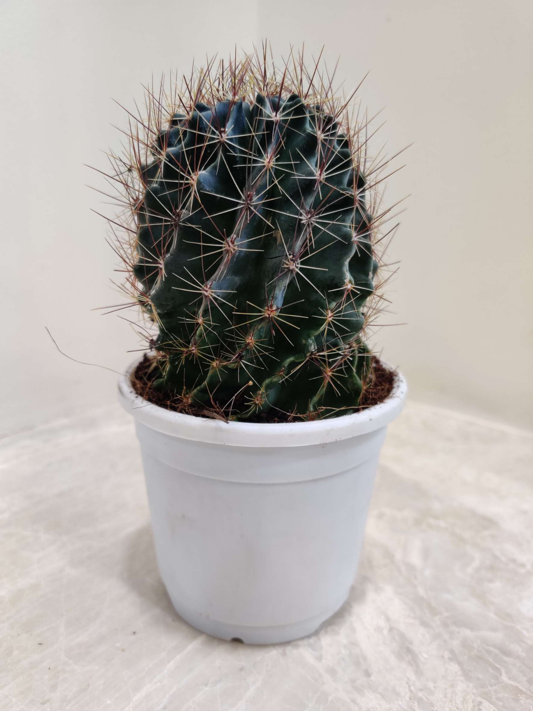 Parodia Magnifica - Image 2