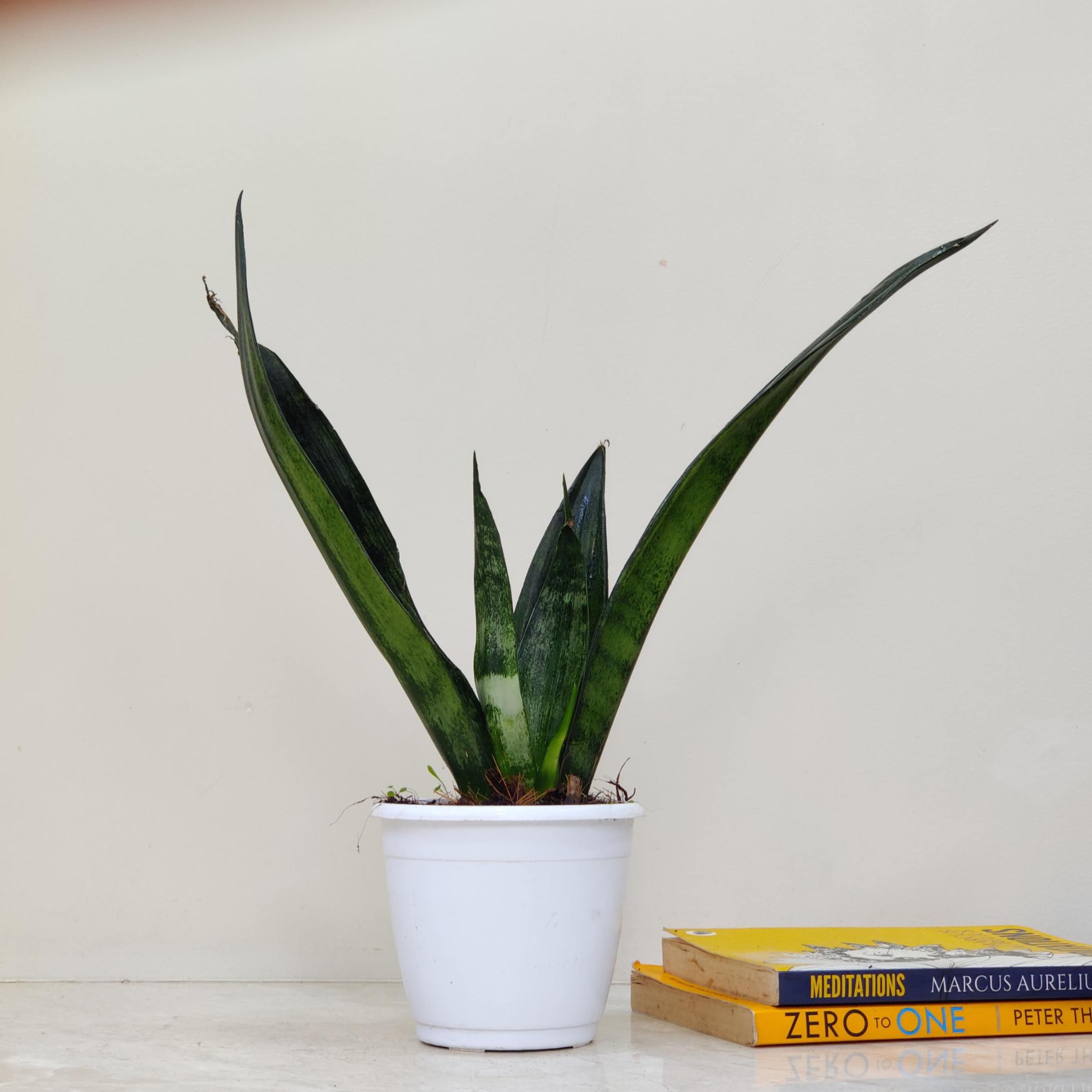 Sansevieria Frozen - Image 2