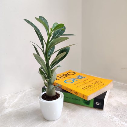 Adenium Plant in White Plastic Pot