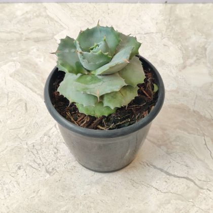 Agave Potatorum Compacta 12 cm pot