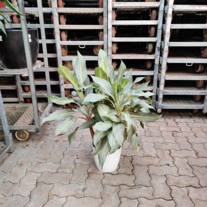 Aglaonema