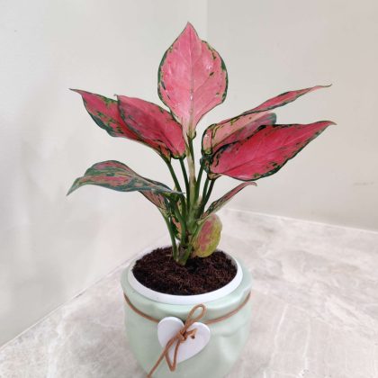 Aglaonema Beauty Plant in Stylish Ceramic Pot