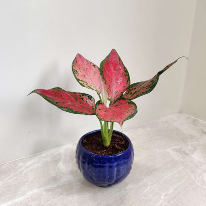 Aglaonema Beauty Plant in Vibrant Round Blue Ceramic Pot