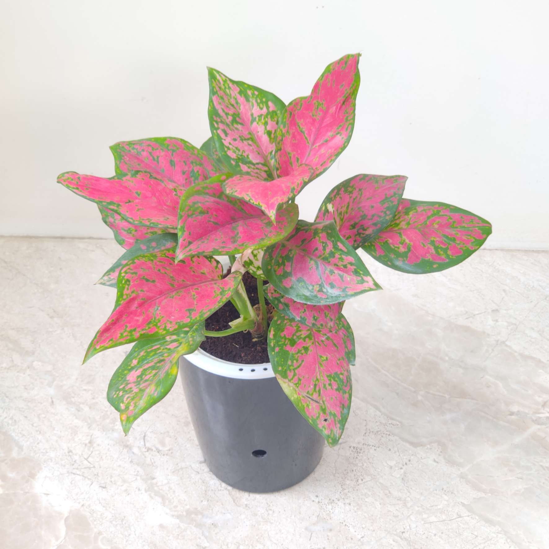 Aglaonema 'Beauty' Vatering Plant 12 cm pot