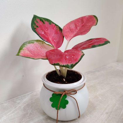 Aglaonema China Red Plant in Matka Ceramic Pot