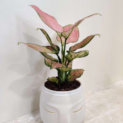 Aglaonema Diamond Red Plant in Face Ceramic Pot