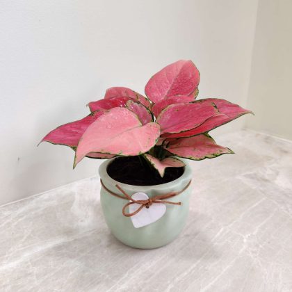 Aglaonema Diamond Red Plant in Modern Ceramic Pot