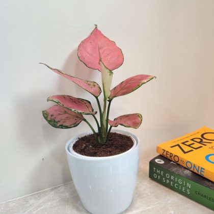 Aglaonema Diamond Red Plant in White Plastic Pot