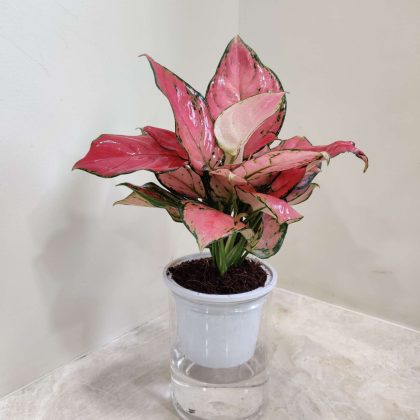 Aglaonema Diamound Water Plant 10 cm pot