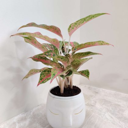 Aglaonema Firework Plant in Ceramic Pot