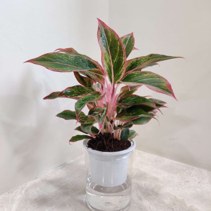 Aglaonema Lipstic Water Plant 12 cm pot