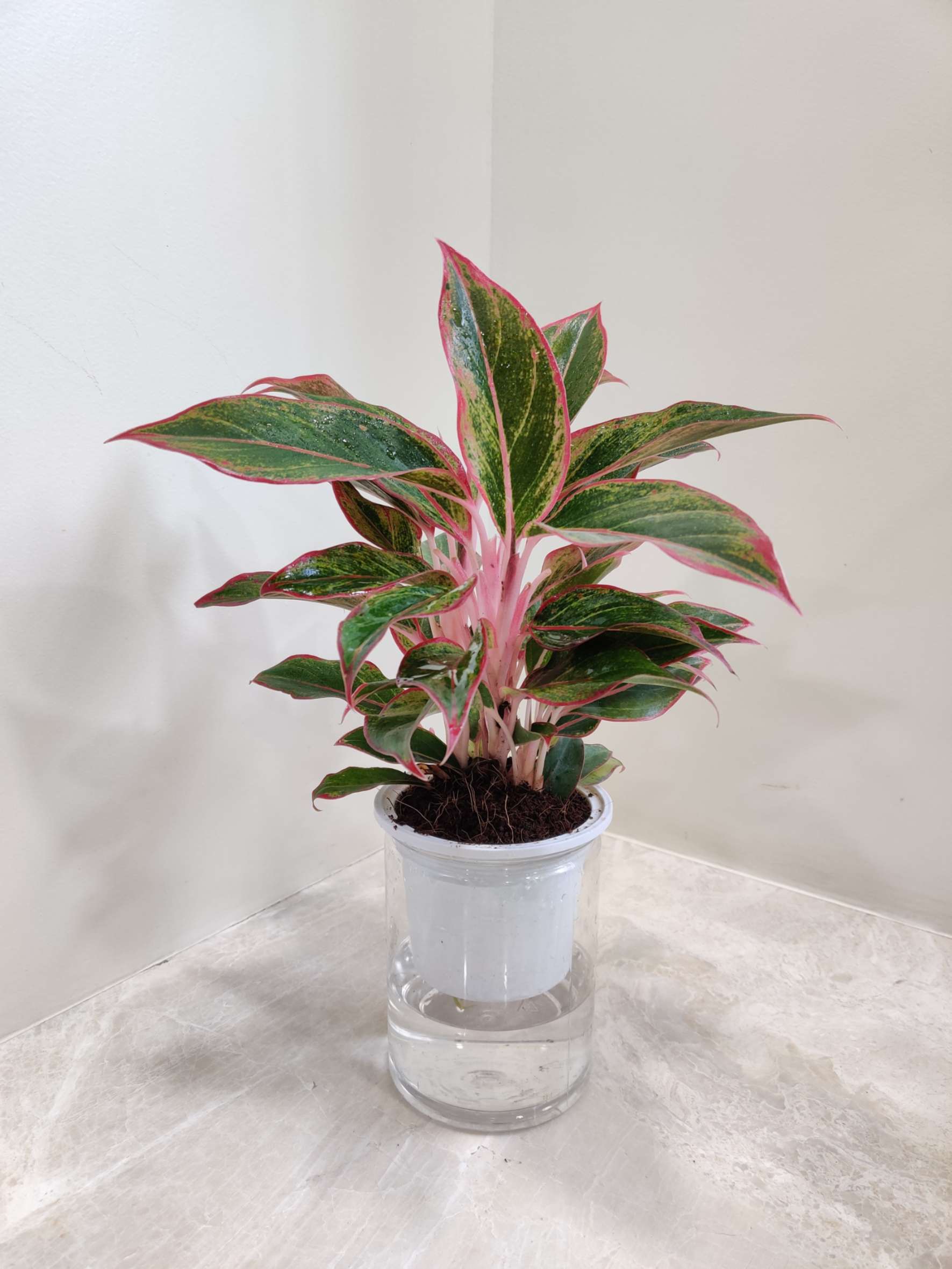 Aglaonema Lipstic Water Plant 12 cm pot
