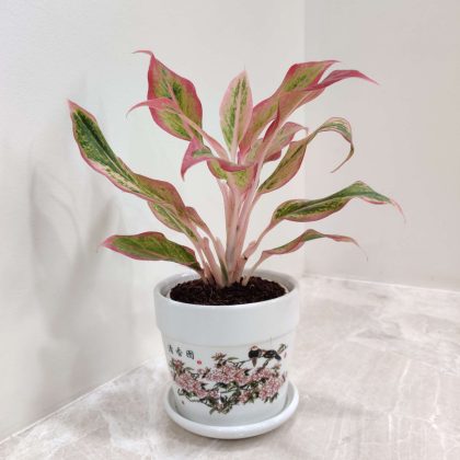 Aglaonema New Pink Plant in Design Ceramic Pot