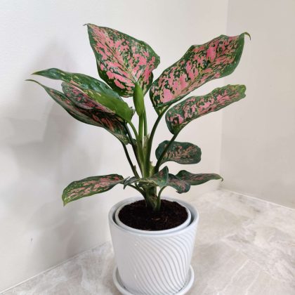 Aglaonema Plant in Contemporary White Spiro Ceramic Pot