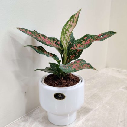 Aglaonema Rui Plant in Ceramic Pot