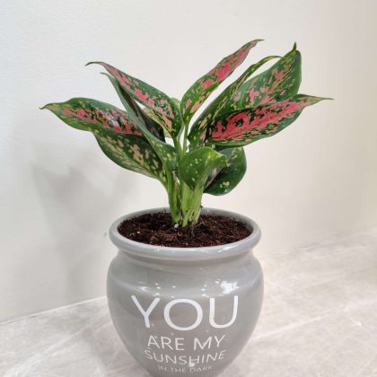 Aglaonema Rui Plant in Handii Ceramic Pot