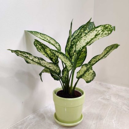 Aglaonema Snow White Plant in Glosy Ceramic Pot