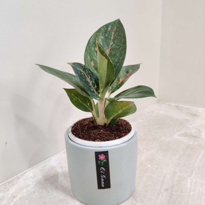 Aglaonema Star Dust Plant in Fancy Ceramic Pot