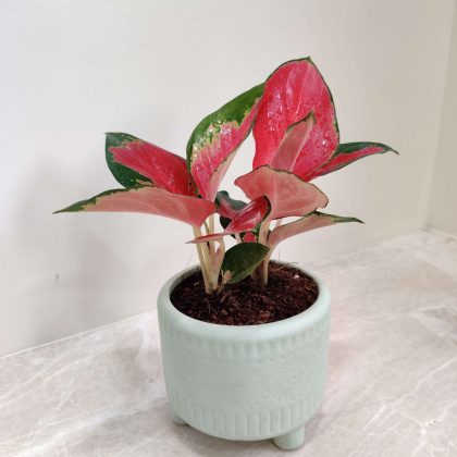 Aglaonema Thailand Red Plant in Fancy Ceramic Pot