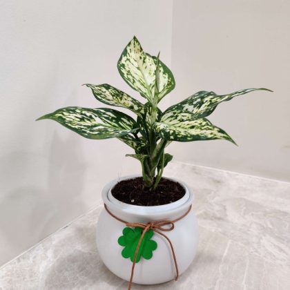 Aglaonema White Anjuman Plant in Matka Ceramic Pot