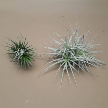 Air Plant TIllandasia