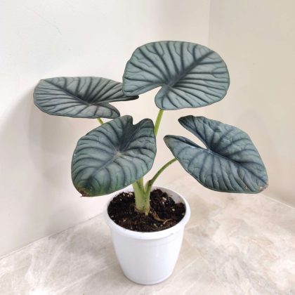 Alocasia Nebula 12 cm pot
