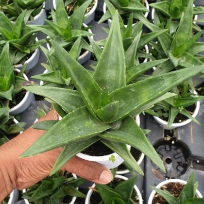 Aloe Black Gem (Alworthia 'Black Gem') 8.5 cm pot